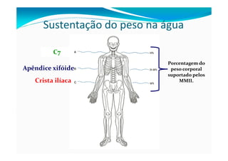 Sustentação do peso na água
C7
Apêndice xifóide
Crista ilíaca
Porcentagem do
peso corporal
suportado pelos
MMII.
 