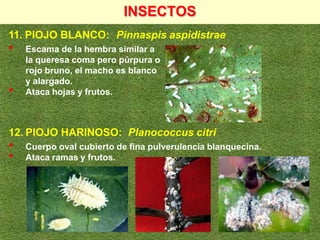 PRINCUPALES PLAGAS Y ENFERMEDADES DEL PALTO pdf.pdf