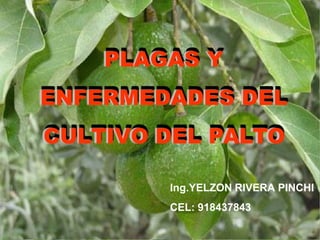 PLAGAS Y
ENFERMEDADES DEL
CULTIVO DEL PALTO
Ing.YELZON RIVERA PINCHI
CEL: 918437843
 