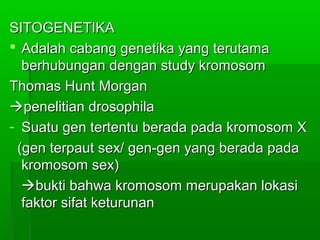 SITOGENETIKASITOGENETIKA
 Adalah cabang genetika yang terutamaAdalah cabang genetika yang terutama
berhubungan dengan study kromosomberhubungan dengan study kromosom
Thomas Hunt MorganThomas Hunt Morgan
penelitian drosophilapenelitian drosophila
- Suatu gen tertentu berada pada kromosom XSuatu gen tertentu berada pada kromosom X
(gen terpaut sex/ gen-gen yang berada pada(gen terpaut sex/ gen-gen yang berada pada
kromosom sex)kromosom sex)
bukti bahwa kromosom merupakan lokasibukti bahwa kromosom merupakan lokasi
faktor sifat keturunanfaktor sifat keturunan
 