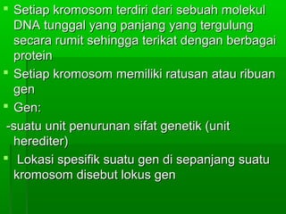  Setiap kromosom terdiri dari sebuah molekulSetiap kromosom terdiri dari sebuah molekul
DNA tunggal yang panjang yang tergulungDNA tunggal yang panjang yang tergulung
secara rumit sehingga terikat dengan berbagaisecara rumit sehingga terikat dengan berbagai
proteinprotein
 Setiap kromosom memiliki ratusan atau ribuanSetiap kromosom memiliki ratusan atau ribuan
gengen
 Gen:Gen:
-suatu unit penurunan sifat genetik (unit-suatu unit penurunan sifat genetik (unit
herediter)herediter)
 Lokasi spesifik suatu gen di sepanjang suatuLokasi spesifik suatu gen di sepanjang suatu
kromosom disebut lokus genkromosom disebut lokus gen
 