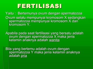 FERTILISASIFERTILISASI
Yaitu : Bertemunya ovum dengan spermatozoaYaitu : Bertemunya ovum dengan spermatozoa
Ovum selalu mempunyai kromosom X sedangkanOvum selalu mempunyai kromosom X sedangkan
spermatozoa mempunyai kromosom X danspermatozoa mempunyai kromosom X dan
kromosom Y.kromosom Y.
Apabila pada saat fertilisasi yang bersatu adalahApabila pada saat fertilisasi yang bersatu adalah
ovum dengan spermatozoa X maka jenisovum dengan spermatozoa X maka jenis
kelamin anaknya adalahkelamin anaknya adalah wanitawanita
Bila yang bertemu adalah ovum denganBila yang bertemu adalah ovum dengan
spermatozoa Y maka jenis kelamin anaknyaspermatozoa Y maka jenis kelamin anaknya
adalahadalah priapria
 