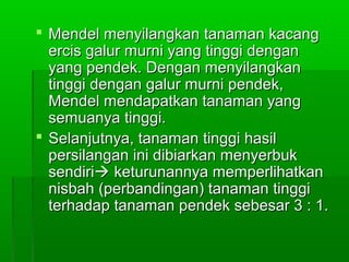 Mendel menyilangkan tanaman kacangMendel menyilangkan tanaman kacang
ercis galur murni yang tinggi denganercis galur murni yang tinggi dengan
yang pendek. Dengan menyilangkanyang pendek. Dengan menyilangkan
tinggi dengan galur murni pendek,tinggi dengan galur murni pendek,
Mendel mendapatkan tanaman yangMendel mendapatkan tanaman yang
semuanya tinggi.semuanya tinggi.
 Selanjutnya, tanaman tinggi hasilSelanjutnya, tanaman tinggi hasil
persilangan ini dibiarkan menyerbukpersilangan ini dibiarkan menyerbuk
sendirisendiri keturunannya memperlihatkanketurunannya memperlihatkan
nisbah (perbandingan) tanaman tingginisbah (perbandingan) tanaman tinggi
terhadap tanaman pendek sebesar 3 : 1.terhadap tanaman pendek sebesar 3 : 1.
 