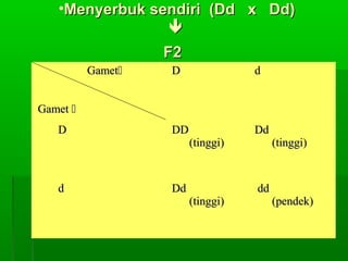 •Menyerbuk sendiri (Dd x Dd)Menyerbuk sendiri (Dd x Dd)

F2F2
GametGamet
GametGamet 
DD dd
DD DDDD
(tinggi)(tinggi)
DdDd
(tinggi)(tinggi)
dd DdDd
(tinggi)(tinggi)
dddd
(pendek)(pendek)
 