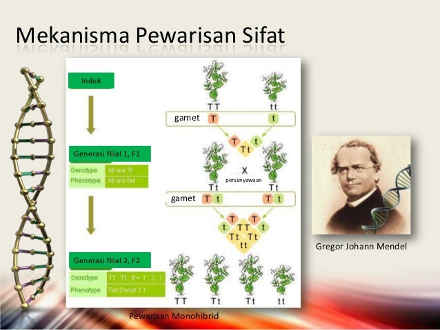 Prinsip Mekanisma Pewarisan Prinsip Mekanisma Pewarisan