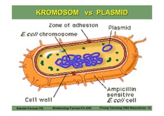 KROMOSOM vs PLASMID




Sekolah Farmasi ITB   Bioteknologi Farmasi-FA 4202   Prinsip Teknologi DNA Rekombinan 12
 