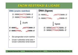 ENZIM RESTRIKSI & LIGASE
  DNA (enzim restriksi)                     DNA (ligase)
      5’- NNNGAATTCNNN -3’                  5’- NNNGOH             PAATTCNNN       -3’
      3’- NNNCTTAAGNNN -5’
                                            3’- NNNCTTAAP               OHGNNN     -5’

                      EcoRI
                                                                    ligase
  5’- NNNGOH          PAATTCNNN     -3’                5’- NNNGAATTCNNN -3’
  3’- NNNCTTAA P         OHGNNN    -5’                 3’- NNNCTTAAGNNN -5’


  •   Sisi pengenalan enzim restriksi
  •   Urutan nukleotida rantai atas =
      Urutan nukleotida rantai bawah




Sekolah Farmasi ITB     Bioteknologi Farmasi-FA 4202      Prinsip Teknologi DNA Rekombinan 18
 
