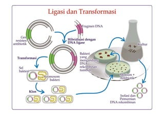 Sekolah Farmasi ITB   Bioteknologi Farmasi-FA 4202   Prinsip Teknologi DNA Rekombinan 22
 