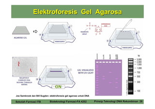Elektroforesis Gel Agarosa




Joe Sambrook dan Bill Sugden: elektroforesis gel agarose untuk DNA

Sekolah Farmasi ITB           Bioteknologi Farmasi-FA 4202           Prinsip Teknologi DNA Rekombinan 28
 