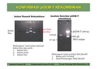 KONFIRMASI pGEM-T REKOMBINAN

         Isolasi Plasmid Rekombinan             Analisis Restriksi pGEM-T
                                                       rekombinan
                       1 2 3
                                                          1       2

                                    Koloni Putih
Koloni                                                                   pGEM-T (3000 bp)
                                    Koloni Biru
Biru
                                              1419 pb
                                                                         881 pb
                                               517 pb                    DNA sisipan

     Elektrogram hasil isolasi plasmid
     koloni biru dan putih :
     1. Koloni biru
     2. Koloni putih
     3. Koloni biru                               Elektrogram hasil restriksi Nde/BamHI
                                                  1. Marka pUC19/HinfI
                                                  2. Hasil Pemotongan NdeI/BamHI


 Sekolah Farmasi ITB     Bioteknologi Farmasi-FA 4202    Prinsip Teknologi DNA Rekombinan 30
 