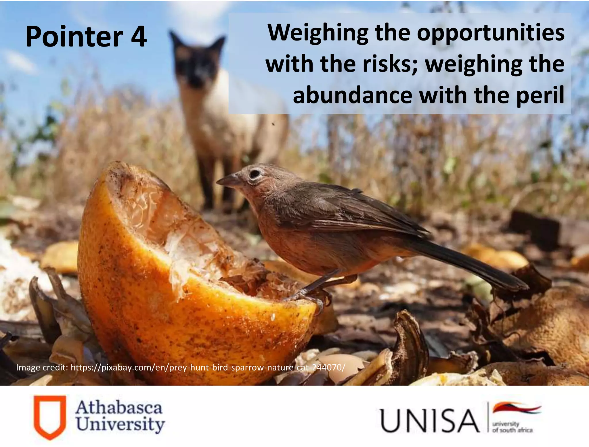 Imagecredit:https://pixabay.com/en/binary-code-man-display-dummy-face-1327512/
Image credit: https://pixabay.com/en/prey-hunt-bird-sparrow-nature-cat-244070/
Weighing the opportunities
with the risks; weighing the
abundance with the peril
Pointer 4
 