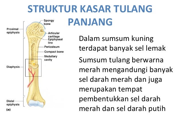 Sistem Rangka Manusia