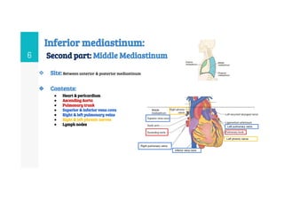 Mediastinum anatomy and its clinical implications | PDF