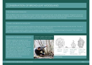 Management plan: Tanyard Basin, Shalford.