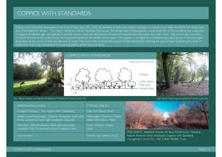 Management plan: Tanyard Basin, Shalford.