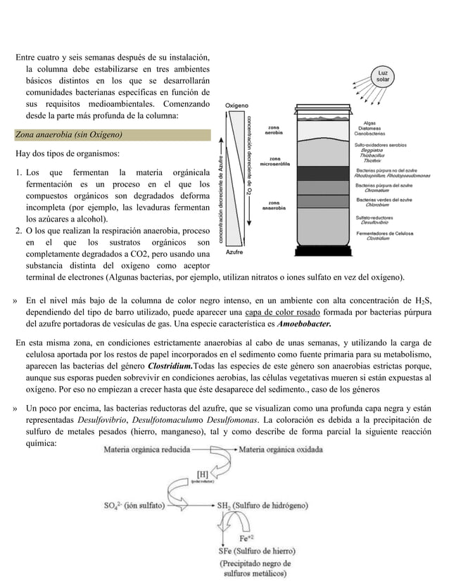 Columna de Winogradsky PDF