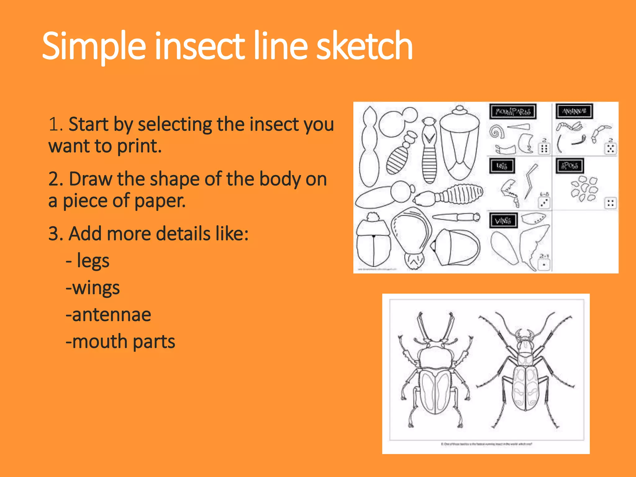 1. Start by selecting the insect you
want to print.
2. Draw the shape of the body on
a piece of paper.
3. Add more details like:
- legs
-wings
-antennae
-mouth parts
Simple insect line sketch
 