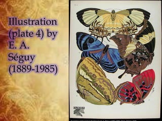 Illustration
(plate 4) by
E. A.
Séguy
(1889-1985)
 