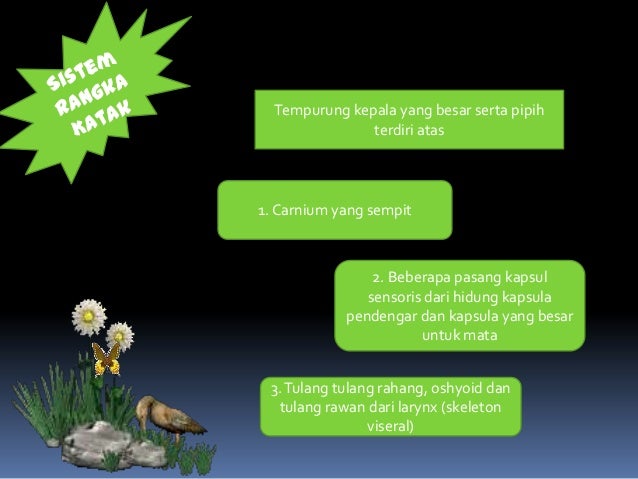 stuktur hewan sistem rangka stuktur hewan sistem rangka