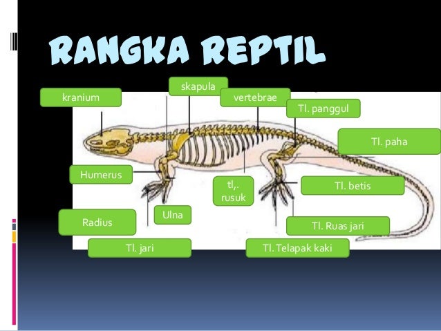 stuktur hewan  sistem rangka 