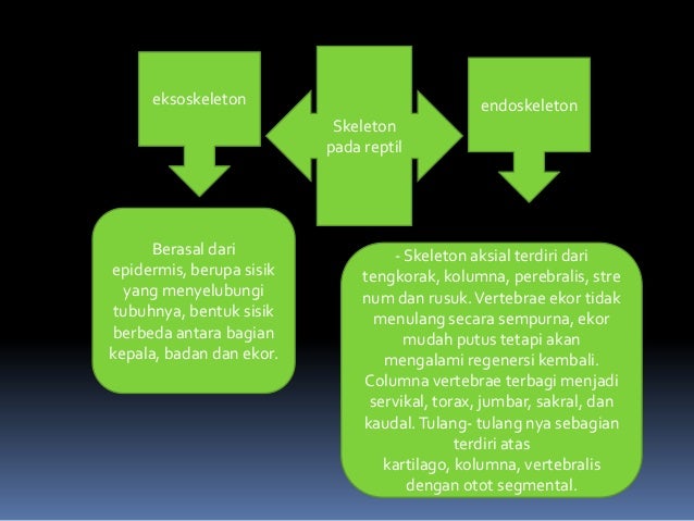 stuktur hewan  sistem rangka