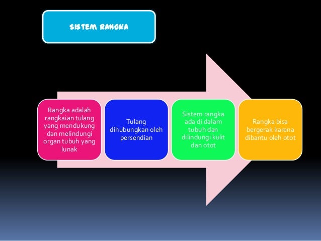 Stuktur Hewan Sistem Rangka