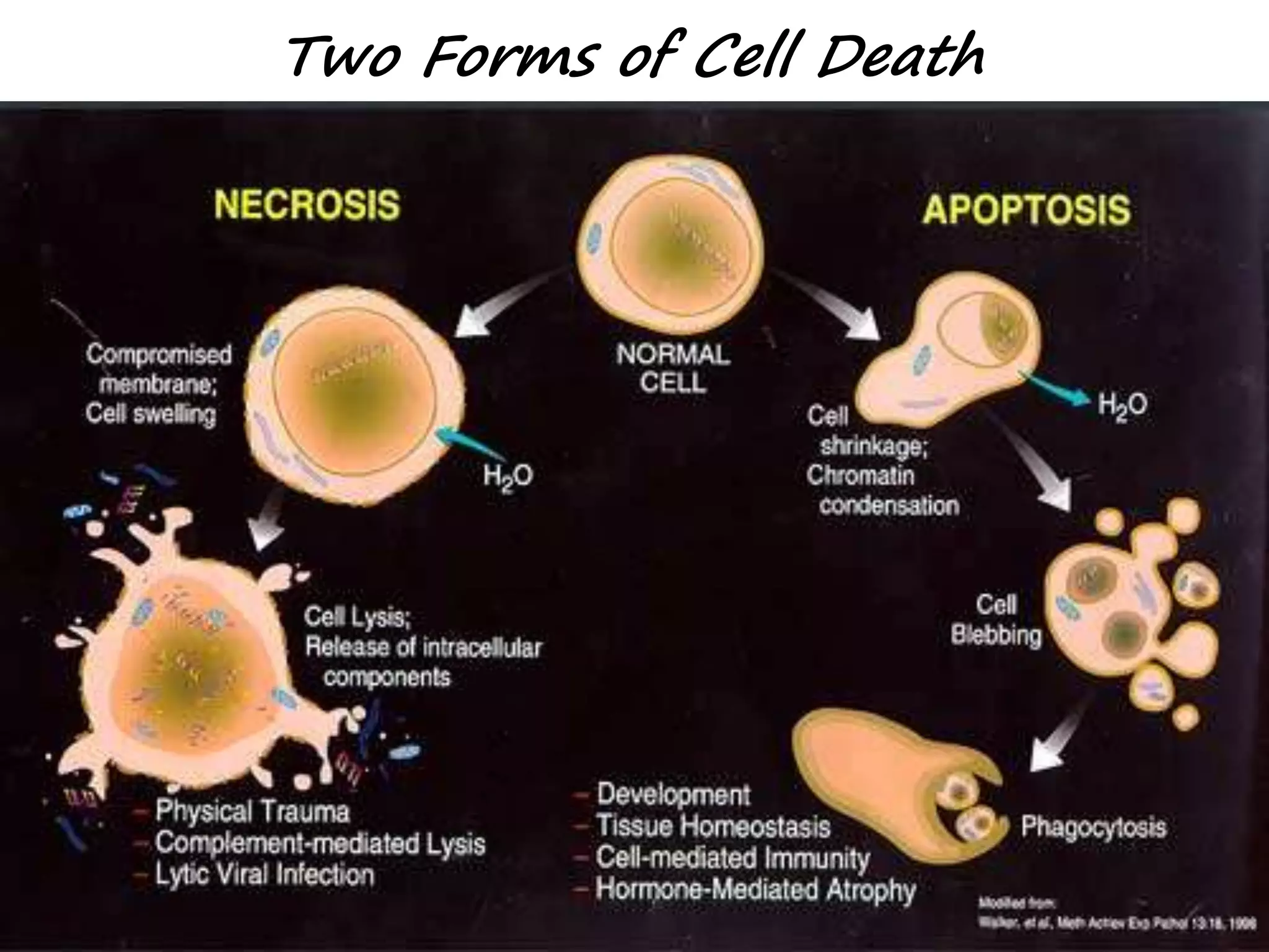Two Forms of Cell Death
 