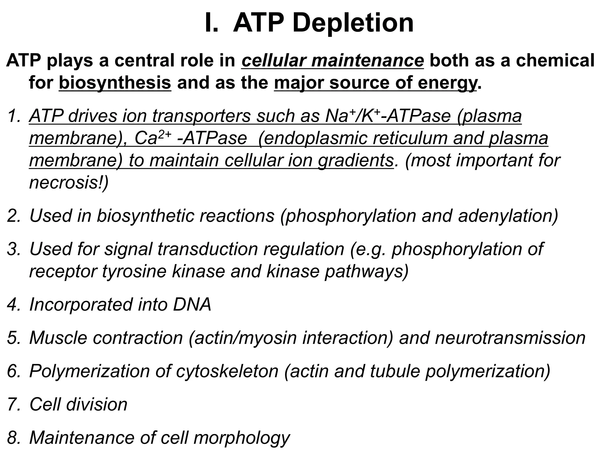 I. ATP Depletion
ATP plays a central role in cellular maintenance both as a chemical
for biosynthesis and as the major source of energy.
1. ATP drives ion transporters such as Na+/K+-ATPase (plasma
membrane), Ca2+ -ATPase (endoplasmic reticulum and plasma
membrane) to maintain cellular ion gradients. (most important for
necrosis!)
2. Used in biosynthetic reactions (phosphorylation and adenylation)
3. Used for signal transduction regulation (e.g. phosphorylation of
receptor tyrosine kinase and kinase pathways)
4. Incorporated into DNA
5. Muscle contraction (actin/myosin interaction) and neurotransmission
6. Polymerization of cytoskeleton (actin and tubule polymerization)
7. Cell division
8. Maintenance of cell morphology
 