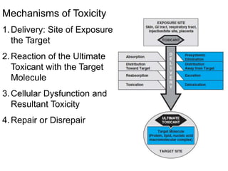Mechanisms of Toxicity
1.Delivery: Site of Exposure to
the Target
2.Reaction of the Ultimate
Toxicant with the Target
Molecule
3.Cellular Dysfunction and
Resultant Toxicity
4.Repair or Disrepair
 