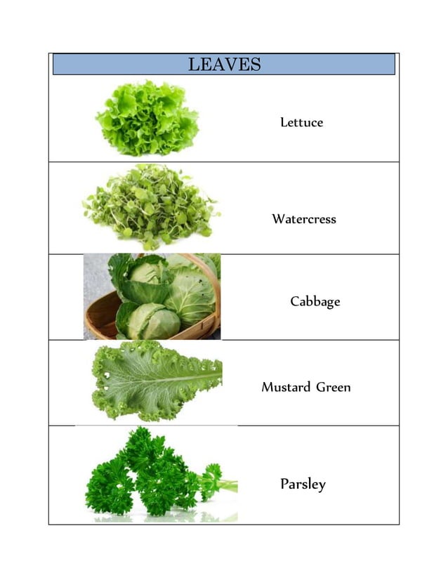classification-of-vegetables-pdf