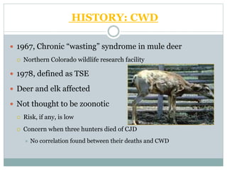 HISTORY: CWD
 1967, Chronic “wasting” syndrome in mule deer
 Northern Colorado wildlife research facility
 1978, defined as TSE
 Deer and elk affected
 Not thought to be zoonotic
 Risk, if any, is low
 Concern when three hunters died of CJD
 No correlation found between their deaths and CWD
 