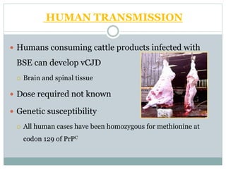 HUMAN TRANSMISSION
 Humans consuming cattle products infected with
BSE can develop vCJD
 Brain and spinal tissue
 Dose required not known
 Genetic susceptibility
 All human cases have been homozygous for methionine at
codon 129 of PrPC
 