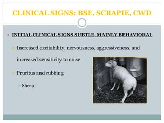 CLINICAL SIGNS: BSE, SCRAPIE, CWD
 INITIAL CLINICAL SIGNS SUBTLE, MAINLY BEHAVIORAL
 Increased excitability, nervousness, aggressiveness, and
increased sensitivity to noise
 Pruritus and rubbing
 Sheep
 