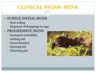 CLINICAL SIGNS: MINK
 SUBTLE INITIAL SIGNS
 Nest soiling
 Dispersal of droppings in cage
 PROGRESSIVE SIGNS
 Increased excitability
 Arching tail
 Incoordination
 Chewing tail
 Clenching jaw
 