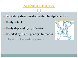 NORMAL PRION
 Secondary structure dominated by alpha helices
 Easily soluble
 Easily digested by proteases
 Encoded by PRNP gene (in humans)
 Located on human chromosome 20
 