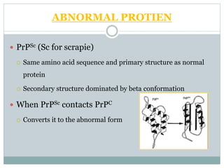ABNORMAL PROTIEN
 PrPSc (Sc for scrapie)
 Same amino acid sequence and primary structure as normal
protein
 Secondary structure dominated by beta conformation
 When PrPSc contacts PrPC
 Converts it to the abnormal form
 