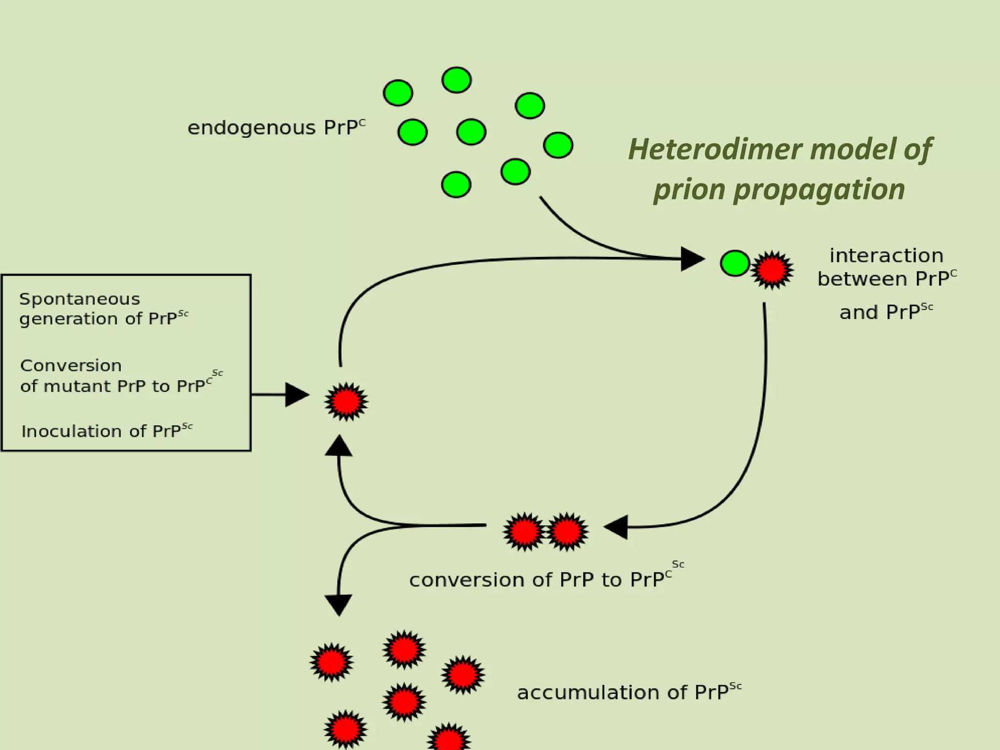 Heterodimer model of
prion propagation