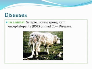 Diseases
In animal: Scrapie, Bovine spongiform
encephalopathy (BSE) or mad Cow Diseases.
 