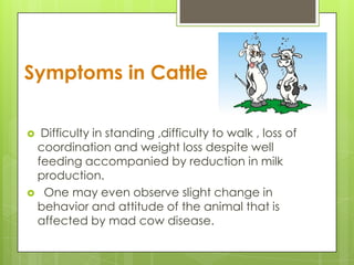 Symptoms in Cattle

 Difficulty in standing ,difficulty to walk , loss of
 coordination and weight loss despite well
 feeding accompanied by reduction in milk
 production.
 One may even observe slight change in
 behavior and attitude of the animal that is
 affected by mad cow disease.
 