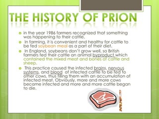    in the year 1986 farmers recognized that something
    was happening to their cattle.
    In farming, it is convenient and healthy for cattle to
    be fed soybean meal as a part of their diet.
    In England, soybeans don’t grow well, so British
    farmers fed their cattle an animal byproduct which
    contained the mixed meat and bones of cattle and
    sheep.
    This practice caused the infected brains, nervous
    systems, and blood of infected cattle to be fed to
    other cows, thus filling them with an accumulation of
    infected meat. Obviously, more and more cows
    became infected and more and more cattle began
    to die.
 
