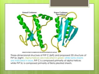 Three-dimensional structure of PrP C (left) and proposed 3D structure of
PrP Sc (right). Alpha helices are indicated in green while beta sheets
are indicated in blue. PrP C is composed primarily of alpha helices
while PrP Sc is composed primarily of Beta pleated sheets.
 