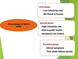 three phases of BSE in
cattle
First phase:
- Low infectivity rate.
-NO threat to human.
Second phase
-High infectivity rate
-Risk to public health
-Symptoms not evident
to public health
The third phase:
Clinical symptoms
Then death follows shortly.
 