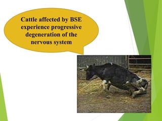 Cattle affected by BSE
experience progressive
degeneration of the
nervous system
 