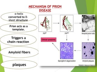MECHANISM OF PRION
DISEASE
α-helix
converted to β-
sheet structure
Prion acts as a
template.
Triggers a
chain reaction
Amyloid fibers
plaques
 