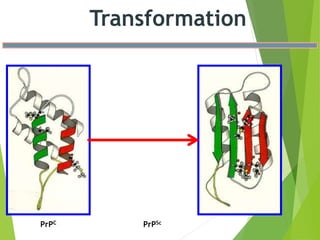 Transformation
PrPC PrPSc
 