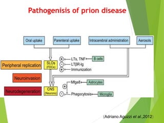 Pathogenisis of prion disease
(Adriano Aguzzi et al.,2012)
 