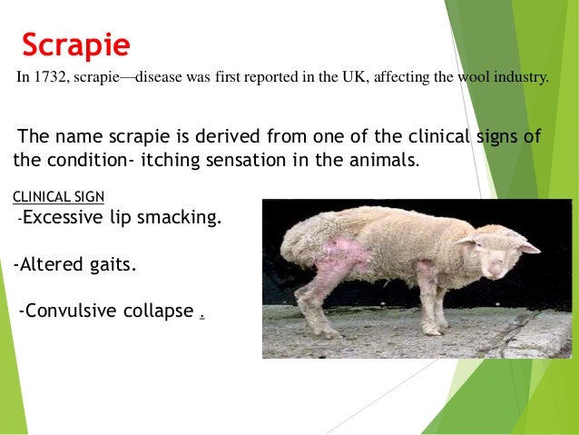 SCRAPIE DISEASE PDF SCRAPIE DISEASE PDF