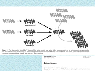 Prion diseases ---kuru | PPTX