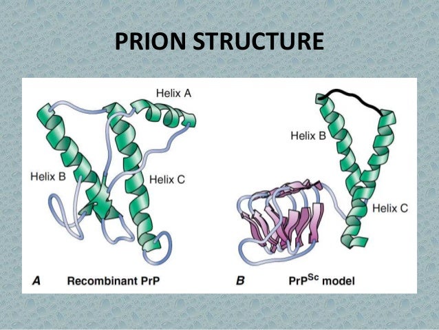 Prion diseases ---kuru