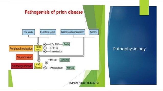 Get Creutzfeldt-Jakob Disease Pathophysiology Gif